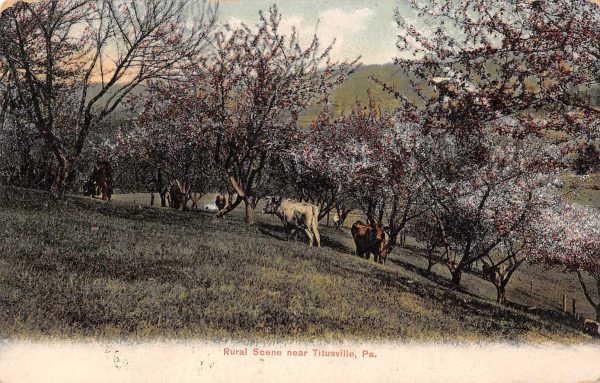 Titusville Pennsylvania Rural Scene Cows Vintage Postcard JE229725