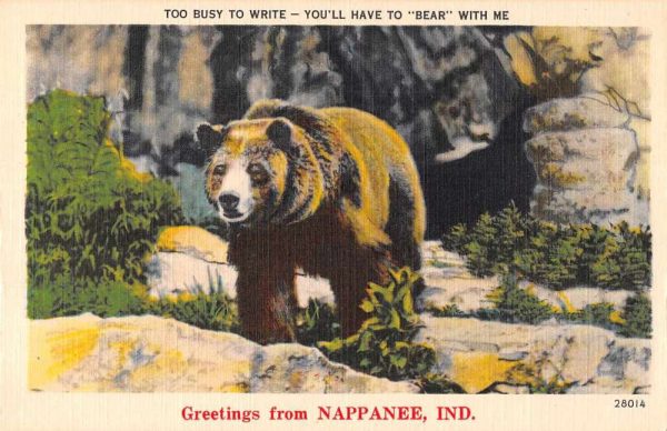 Nappanee Indiana Greetings Black Bear Vintage Postcard JF686587