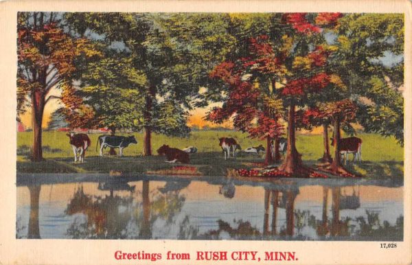 Rush City Minnesota Greetings Cows Grazing Vintage Postcard JF686595