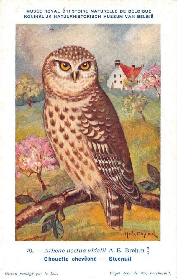 Athene Nactua vidalii Owl on Branch Vintage Postcard JF686671