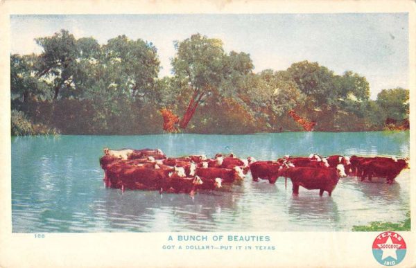 Texas "bunch of beauties" cows standing in stream antique pc ZB548010
