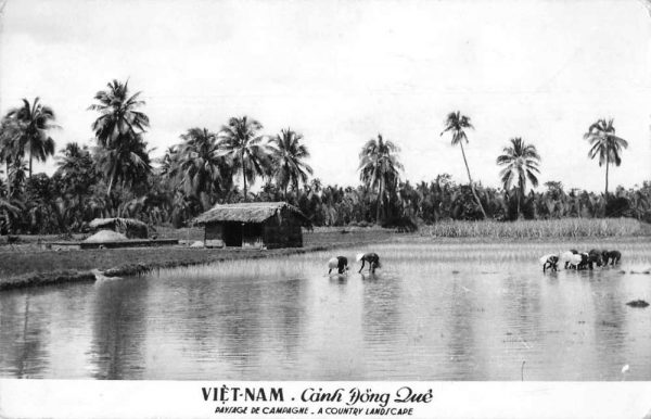Vietnam Coinh Dong Lue Rice Field Real Photo Vintage Postcard JF686919