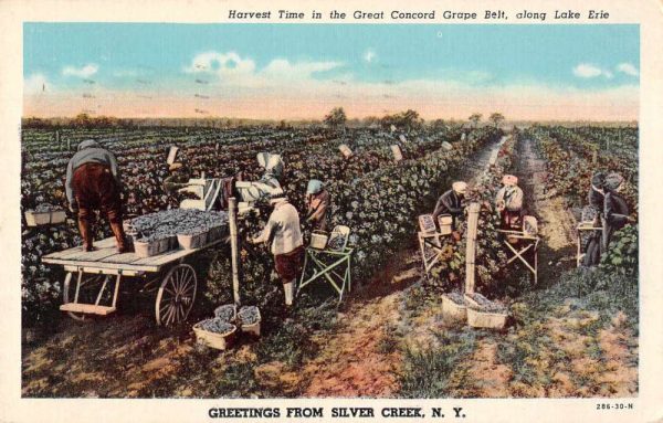 Silver Creek New York Greetings Grape Harvesting Vintage Postcard JF235034