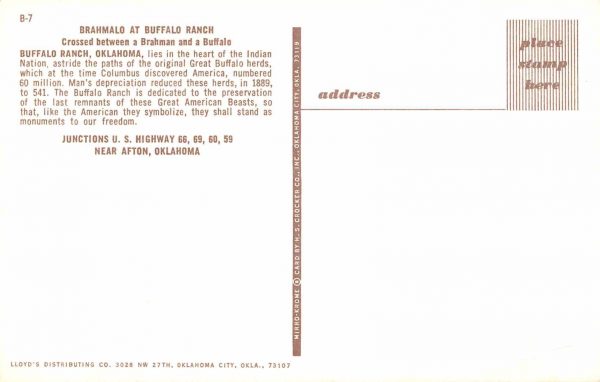 Afton Oklahoma Brahmalo Buffalo Ranch Route 66 Vintage Postcard JE229881 - Image 2
