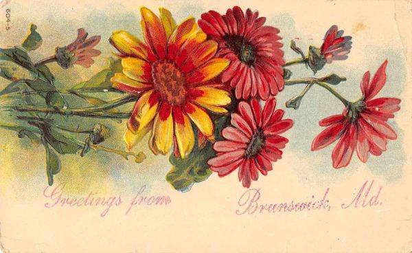 Brunswick Maryland Greetings Flowers Vintage Postcard JE359142