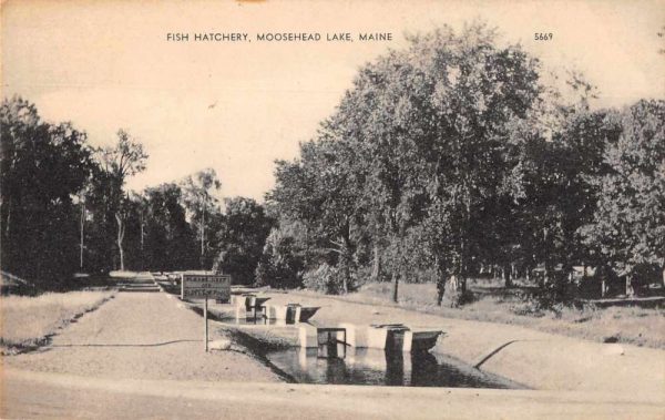 Moosehead Lake Maine Fish Hatchery Scenic View Vintage Postcard JE359190