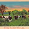 East Texas Pennsylvania Greetings Cows Scenic View Vintage Postcard JE359539