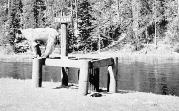 Yellowstone National Park Wyoming bear cub by trash can vintage pc ZD549561