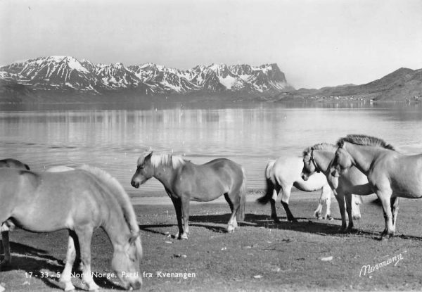 Northern Norway view of ponies by the water continental real photo pc ZD549567