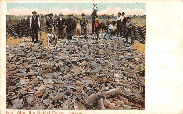 California "After the Rabbit Drive" men and boys antique pc ZD549614
