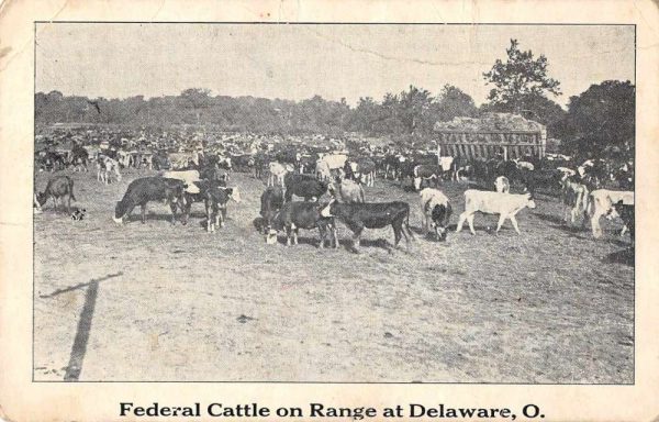 Delaware Ohio Federal Cattle on Range Farming Scene Vintage Postcard JF685495