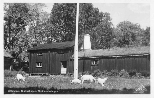 Goteborg Sweden Slottskogen Goats Real Photo Vintage Postcard JF685796
