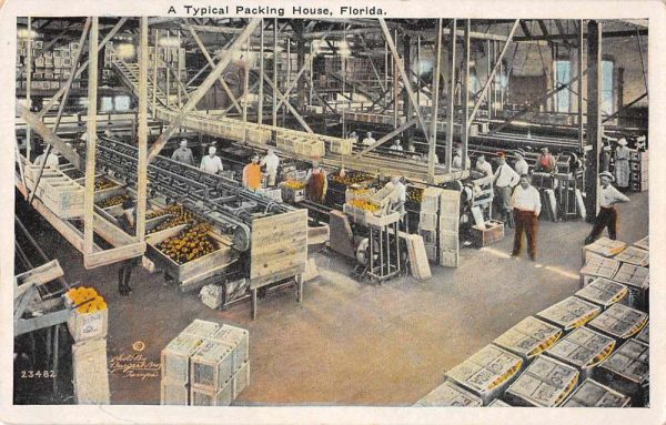 Florida Typical Citrus Packing House Fruit Vintage Postcard JF685835