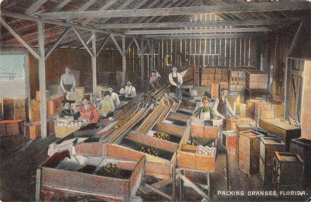 Florida Packing House Oranges Citrus Vintage Postcard JF685836 Mary L