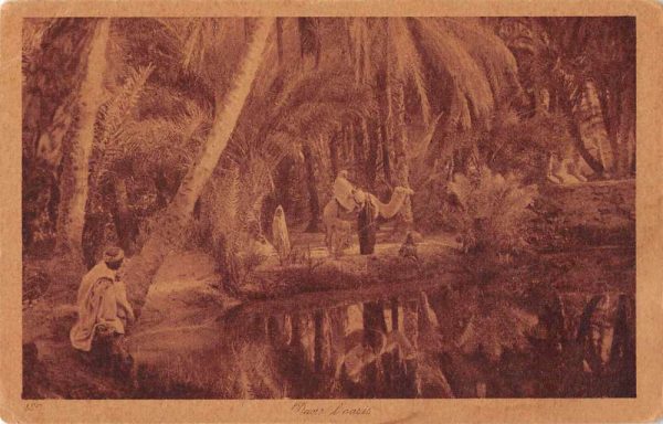 Djerid Tunisia Oasis Scenic View Camel Vintage Postcard JF685880