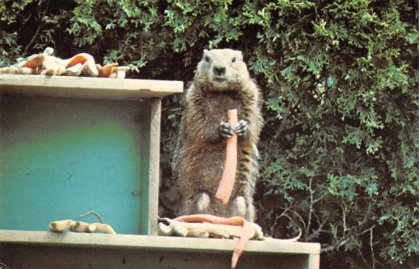 Ephrata Pennsylvania Gourmet Groundhog Ad Vintage Postcard JF235306