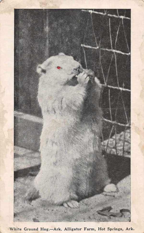 Hot Springs Arkansas Alligator Farm White Groundhog Vintage Postcard JF235307