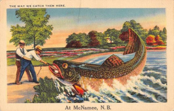 McNamee New Brunswick Canada Fishing Exaggeration Greetings Postcard JF235453