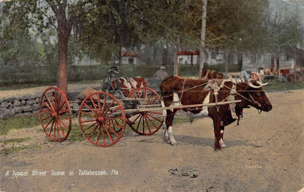 Tallahassee Florida typical street scene ox-drawn cart antique pc ZC548667
