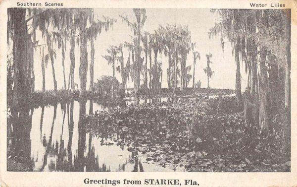 Starke Florida Greetings From scene in swampy area antique pc ZC548695