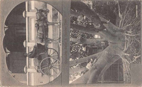 Bermuda Vegetable Seller and Rubber Tree Donkey Cart Vintage Postcard JH230252
