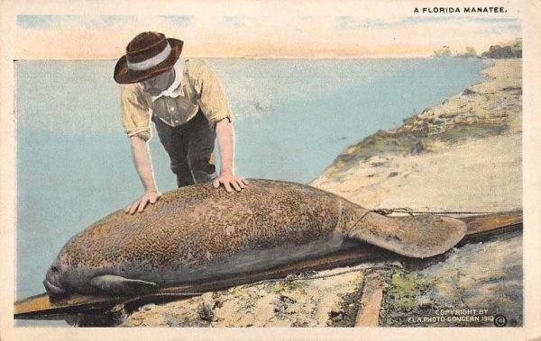Florida Manatee on Beach Vintage Postcard JH230521