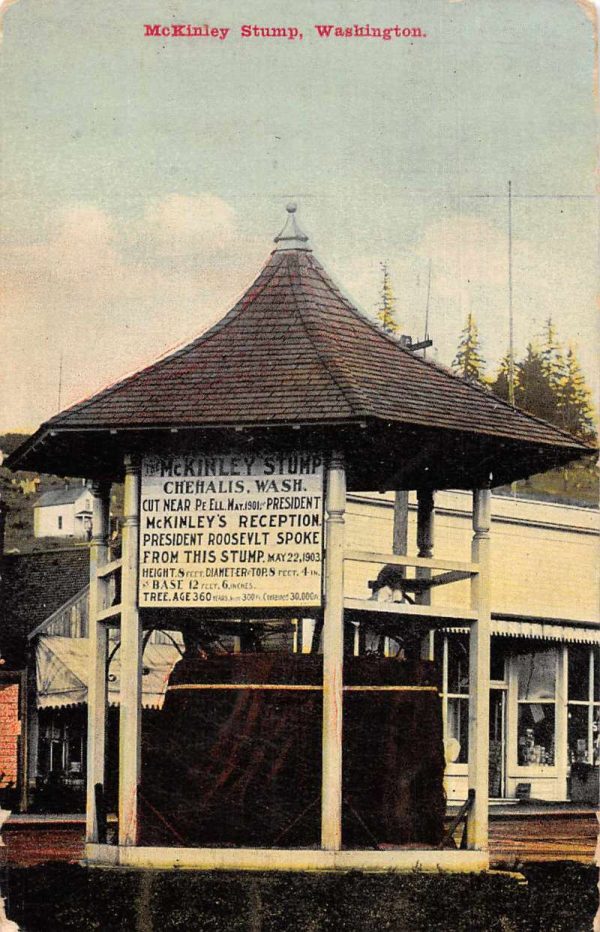 Chehalis Washington McKinley Stump Vintage Postcard JH230636