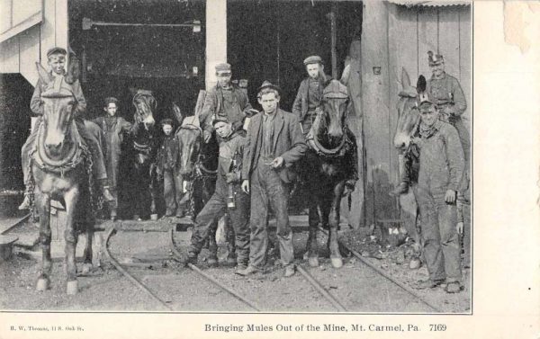 Mt Carmel Pennsylvania Bringing Mules out of the Mine Vintage Postcard JH230667