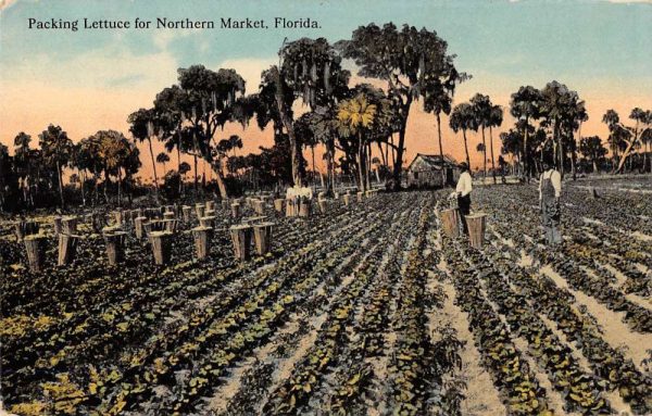 Florida workers packing lettuce for Northern Market antique pc ZC549141