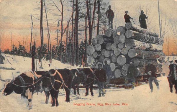 Rice Lake Wisconsin Logging Ox Pulling Lumber Vintage Postcard JJ649542