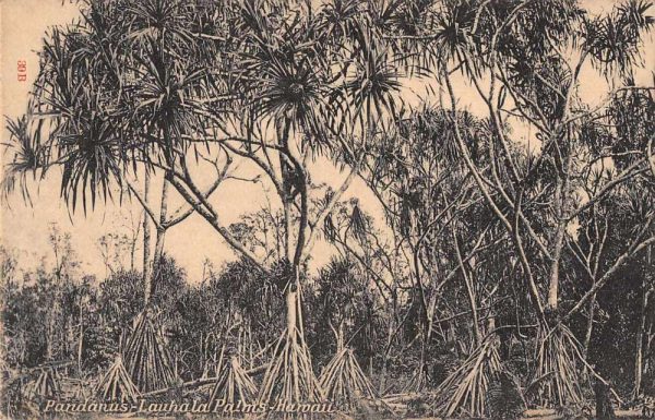 Hawaii Lauhala Palms Pandanus Scenic View Private Mail Postcard JJ649888