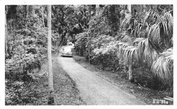 Sebring Florida main drive Highlands Hammock State Park real photo pc BB1200