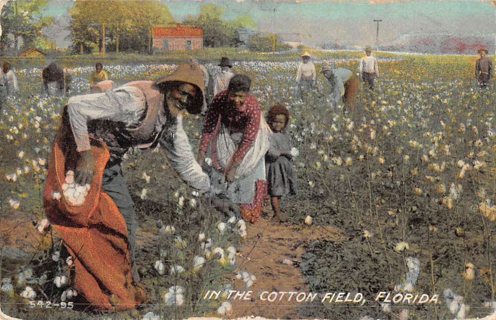 Florida Cotton Field Black History Vintage Postcard AA32162 Mary L. Martin Ltd. Postcards