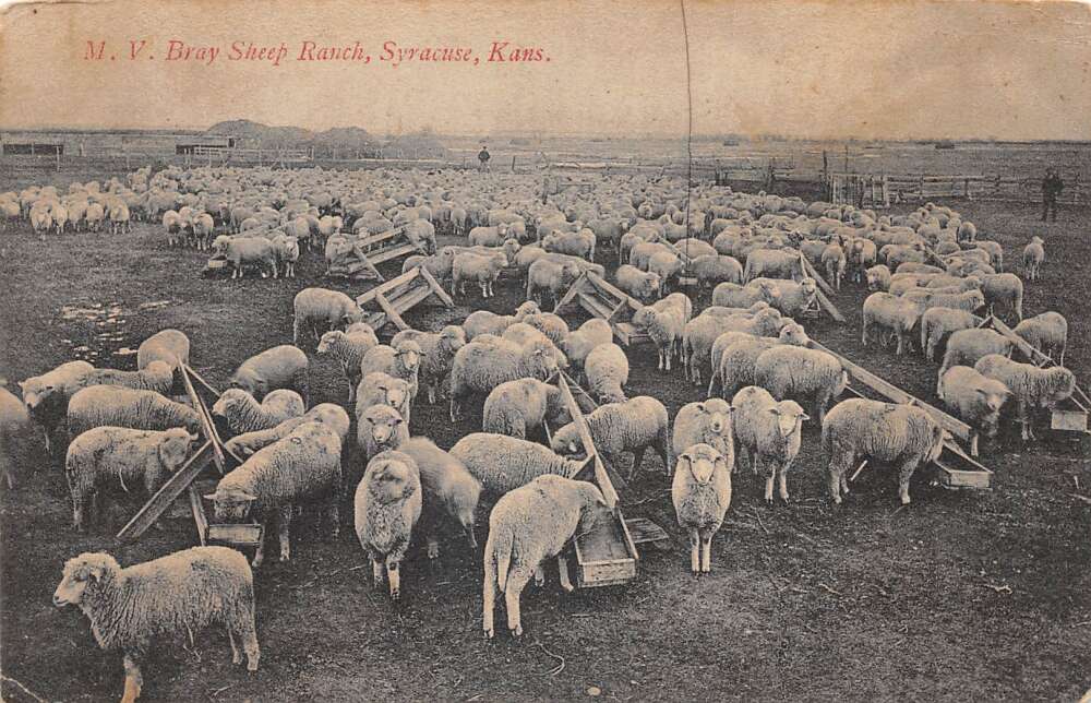 Syracuse Kansas MV Bray Sheep Ranch Vintage Postcard CC4178 Mary L