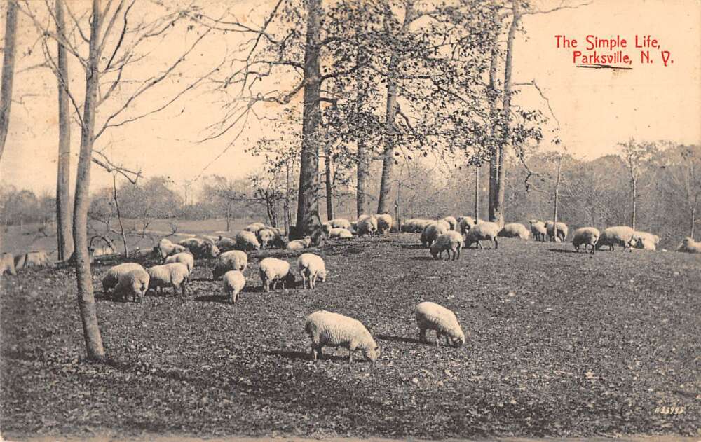 E9695 OH, Sugarcreek Mullers Cheese House Postcard - Mary L. Martin Ltd.  Postcards