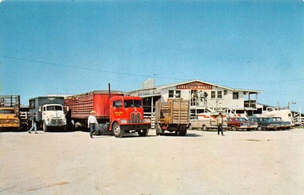 Okeechobee Florida Livestock Market Exterior View Vintage Postcard U20