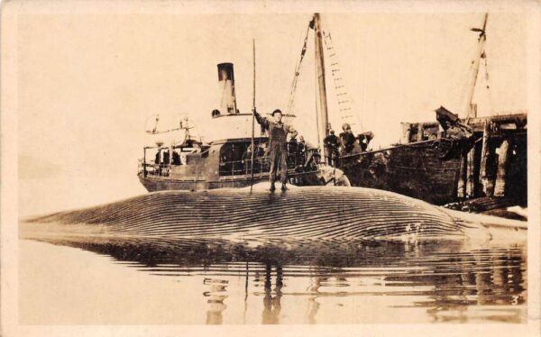 Fishing Scene Whalers with Whale Real Photo Vintage Postcard AA64489