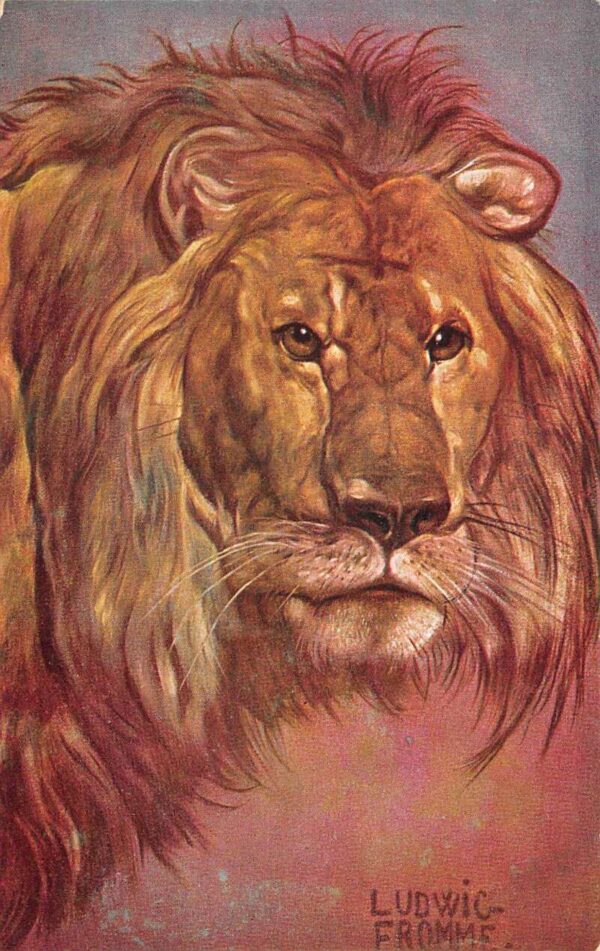 Lion Portrait by Ludwig Fromme Artist Signed Vintage Postcard AA64696