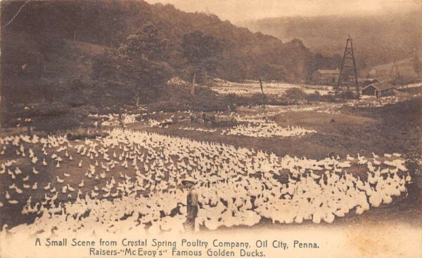Oil City Pennsylvania Scene From Crystal Spring Poultry Co. Vintage PC U3760
