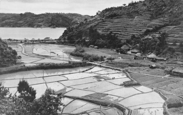 Okinawa Japan Farming Scene Rice Fields Real Photo Postcard AA65901