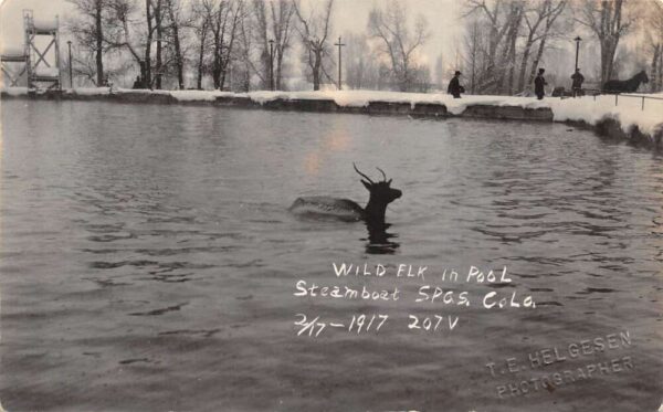 Steamboat Springs Colorado Steamboat Spas Wild Elk in Pool Real Photo PC AA65911