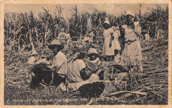 St Kitts Island BWI Carribean Sugar Cane Field and Natives Postcard AA66270
