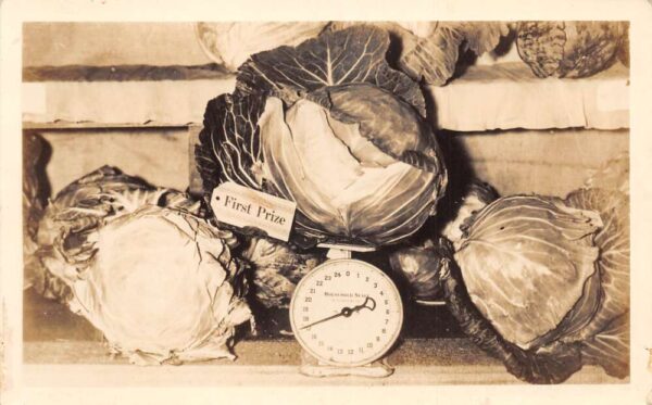 First Prize Lettuce Cabbage on Scale Farming Fair Real Photo Postcard AA66861