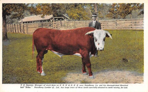 Natalbany Louisiana Man and Hereford Bull Bilbo Cattle Farm Postcard AA67087