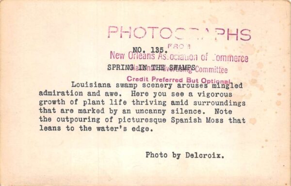New Orleans Louisiana Spring in the Swamps Real Photo Vintage Postcard AA67375 - Image 2