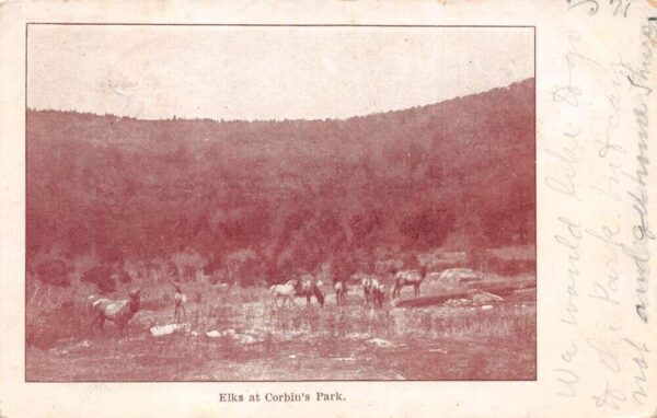 Corbin's Park New Hampshire Elks Grazing Scenic View Vintage Postcard AA68117