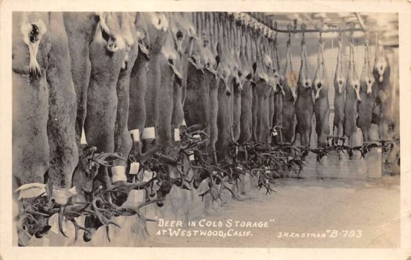Westwood California Deer in Cold Storage Hunting Real Photo Postcard AA68158