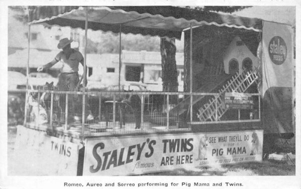Kansas City Missouri Staley Mills Educated Twin Pigs Vintage Postcard AA68537