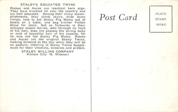 Kansas City Missouri Staley Mills Educated Twin Pigs Vintage Postcard AA68537 - Image 2
