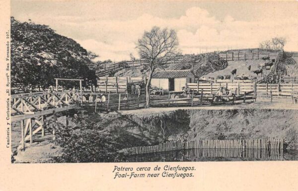 Cienfuegos Cuba Foal Farm Vintage Postcard AA68690